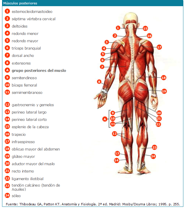 Músculos posteriores