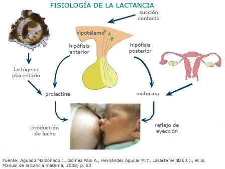Fisiología de la lactancia