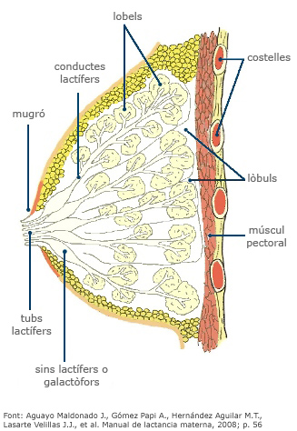 Estructura interna del pit