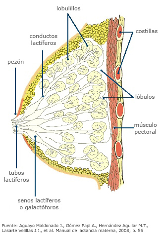 Anatomía del pecho