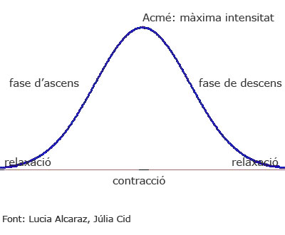 Gràfica fases contracció