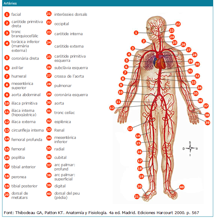 Artèries del cos humà