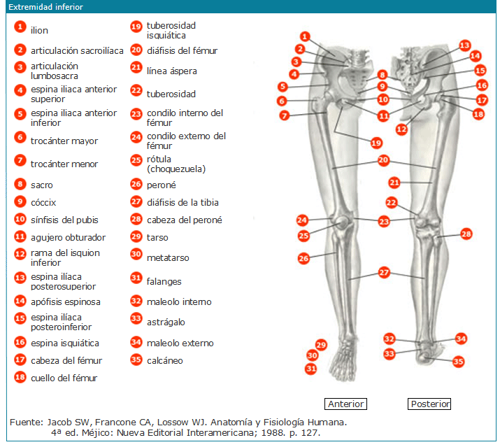 Huesos extremidad inferior