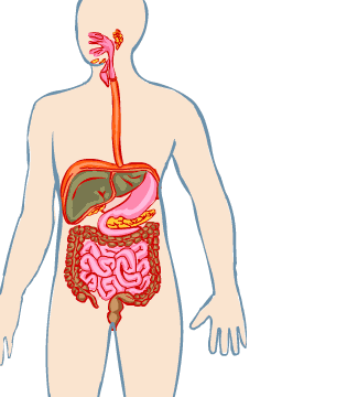  - Sistema digestivo, Actividades de la vida d...