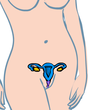 Sistema reproductor femení